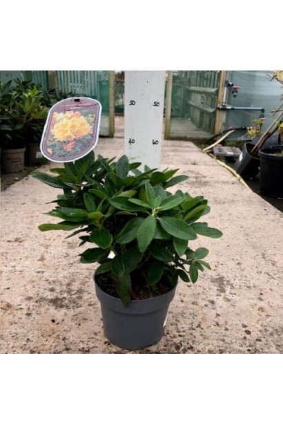 Садовий центр пропонує саджанці Саффрано в контейнерах.